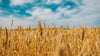 A Brief Explanation: Spermidine & Gluten
